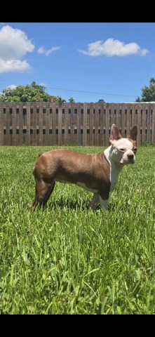 Boston Terrier puppy for sale + 67100