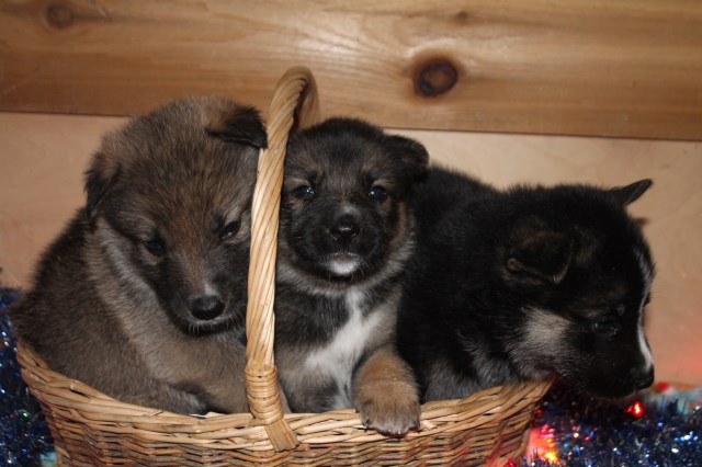 German Shepherd Husky puppies