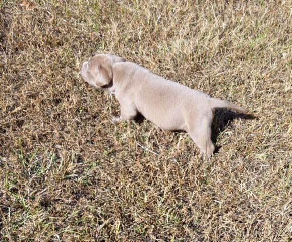American Pit Bull Terrier puppy for sale + 64158