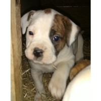 shih tzu puppies for sale ta fl search locally for american bulldog puppies and dogs nearest you page 2 freedoglisting shih tzu puppies for sale ta fl search locally for american bulldog puppies and dogs nearest you page 2 freedoglisting
