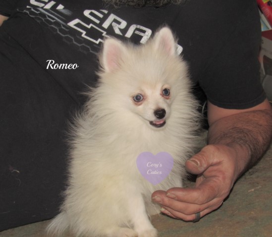 Pomeranian puppy for sale + 64457