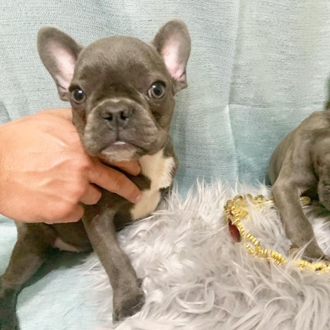 French Bulldog puppy for sale + 57032