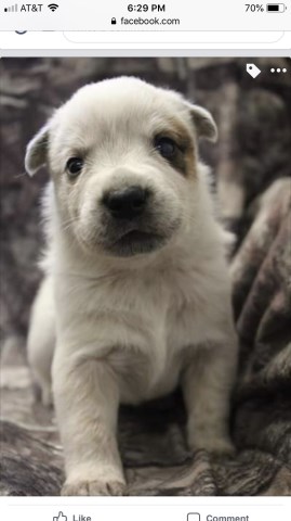 Australian Cattle Dog puppy for sale + 58693