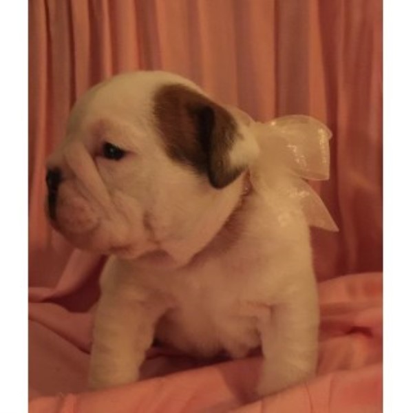 English Bulldog puppy for sale + 46942
