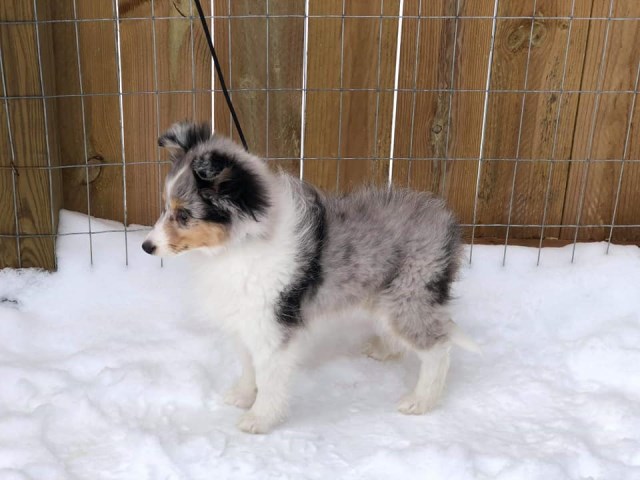 Shetland Sheepdog puppy for sale + 55889