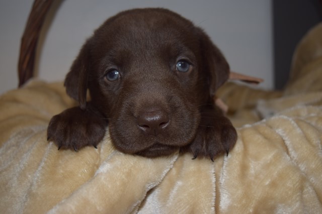 Labrador Retriever puppy for sale + 48036