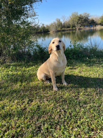 Beautiful Yellow Labrador Female in Training