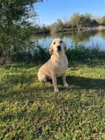 Beautiful Yellow Labrador Female in Training Labrador Retriever for sale/adoption