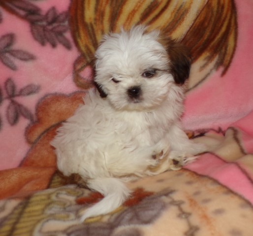 Shih Tzu Puppies  Male and Female Xmas Specials