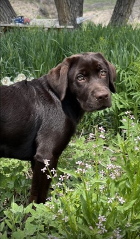 Labrador Retriever puppy for sale + 66991