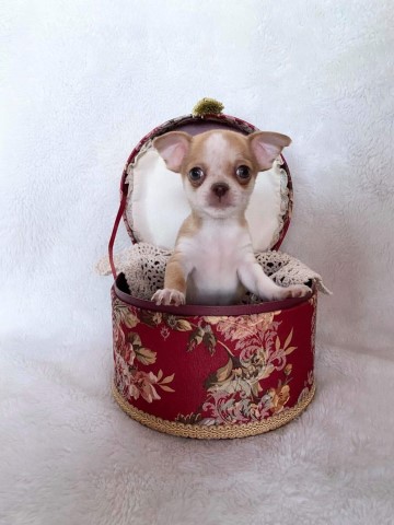 Chihuahua puppy for sale + 62345