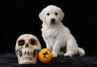 Golden Retriever thumbnail