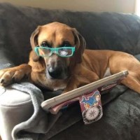 Red Needs A Home Anatolian Shepherd Dog for sale/adoption