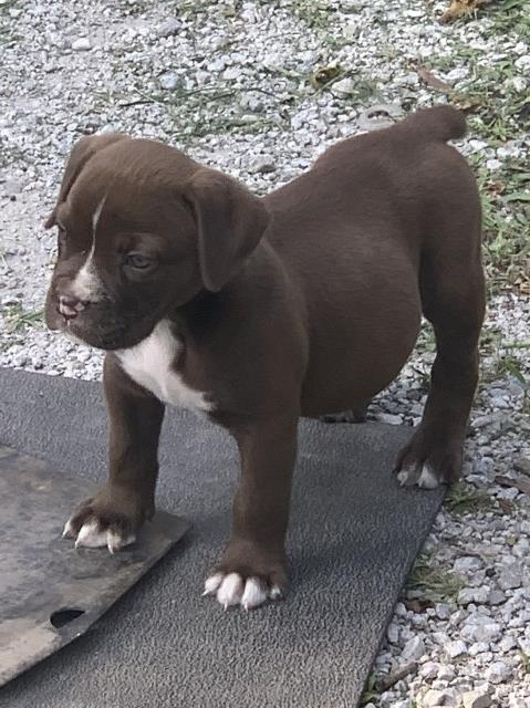 English Bulldog puppy for sale + 58520