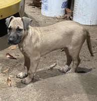 Black Mouth Cur thumbnail