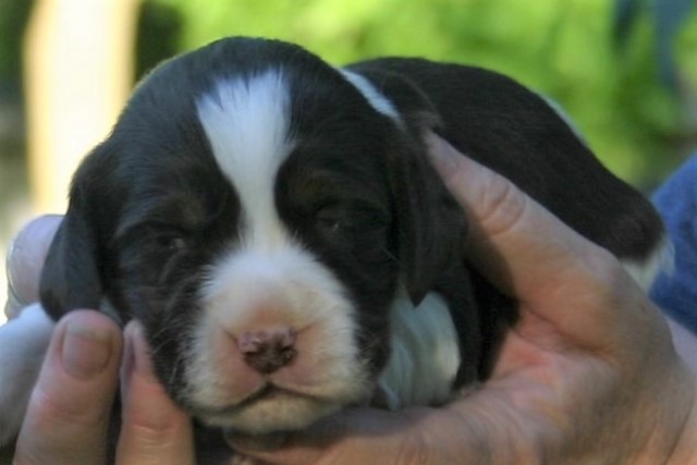English Springer puppies for sale