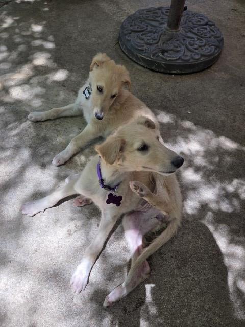 Borzoi puppy for sale + 67136