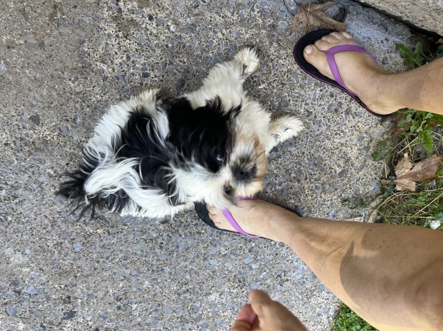 lhasa apso boy puppy ready now 1/2/ 3 shots