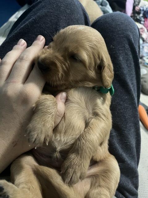 Golden Retriever puppy for sale + 65171