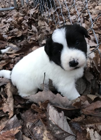 Border Collie puppy for sale + 60140