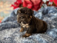 English Bulldog, F, Grey collar, health tested clear English Bulldog for sale/adoption