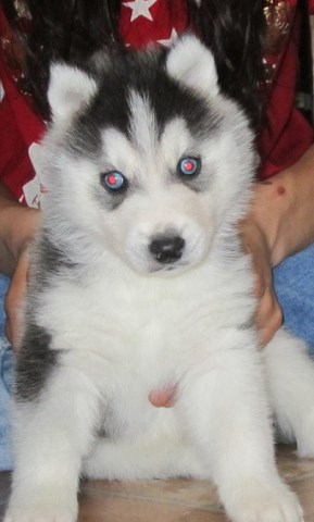 AKC Champion parent Siberian husky puppy