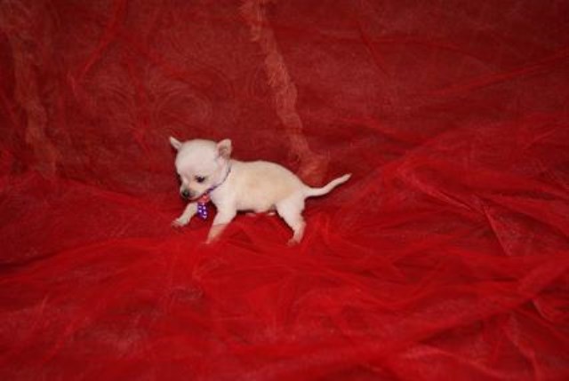 Chihuahua puppy for sale + 47652