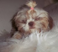 AKC Imperial Adult Females Shih Tzu for sale/adoption