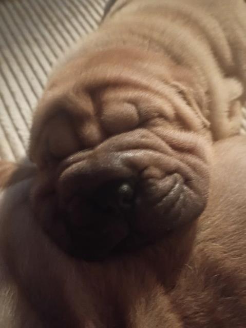 AKC Registered Chinese Shar Pei puppies