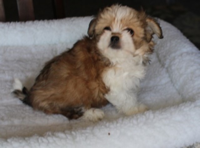 Havanese puppy for sale + 62906