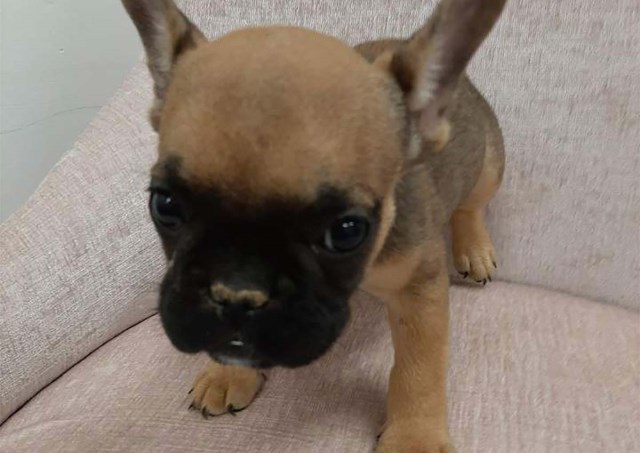 Lexus the Mini French Bulldog