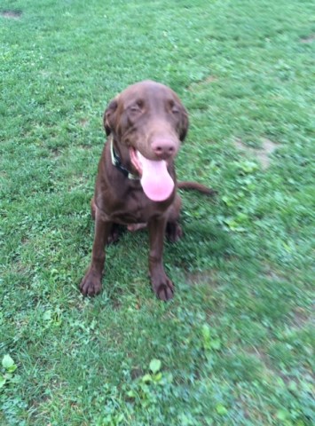 Labrador Retriever puppy for sale + 47166