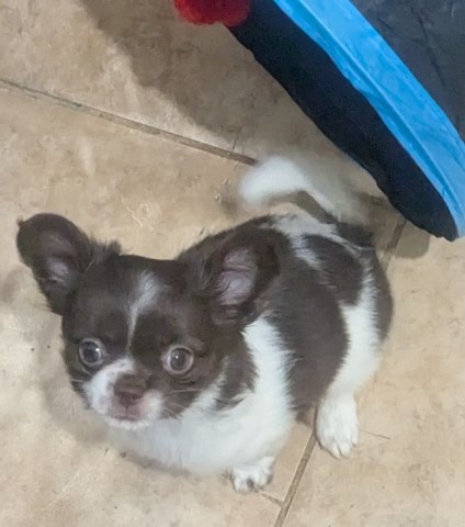 Chihuahua puppy for sale + 66835