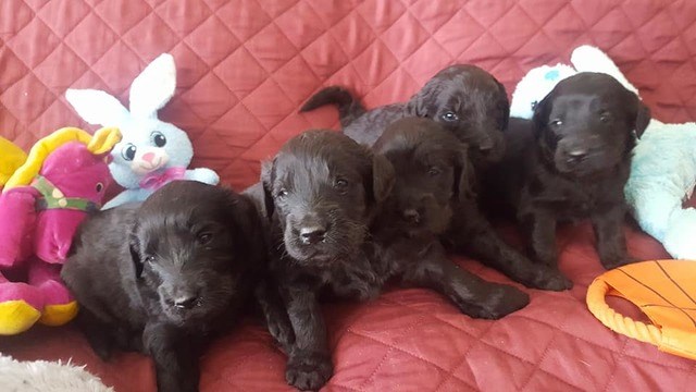 Goldendoodle Puppies