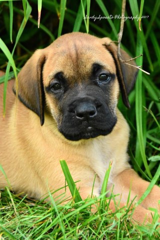 English mastiff puppies