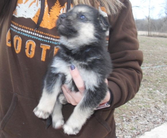 German Shepherd pups