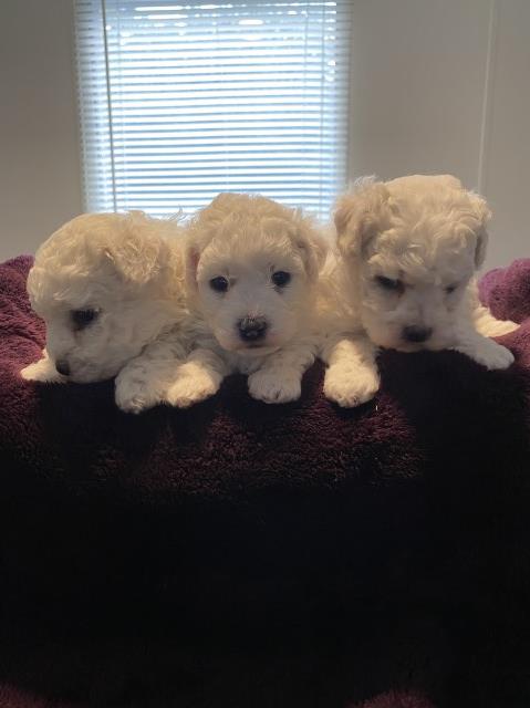 1 Bichon Puppy  1 female