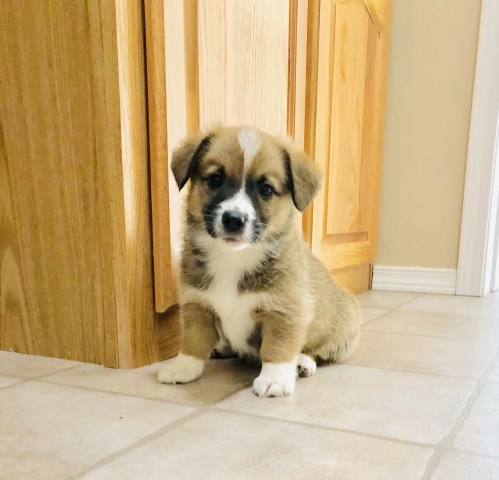 Auggi PuppiesA designerPembroke Welsh corgi and ASDR  registered mini Aussie mother