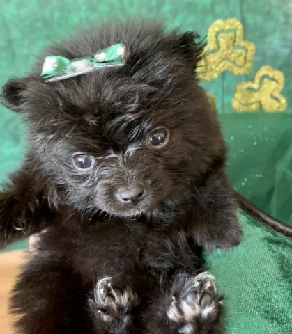 March Madness!!!! 4 Full blooded Pomeranian Champion line AKC registered puppies for sale.