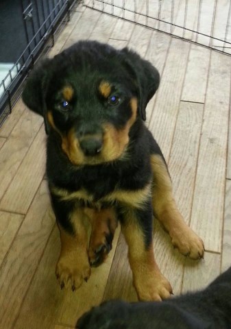 Rottweiler Puppies