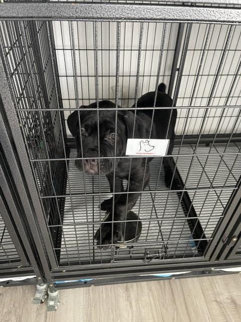 Beautiful Black Female Cane Corso Available