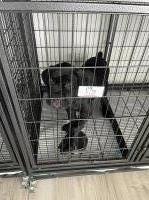 Beautiful Black Female Cane Corso Available Cane Corso for sale/adoption