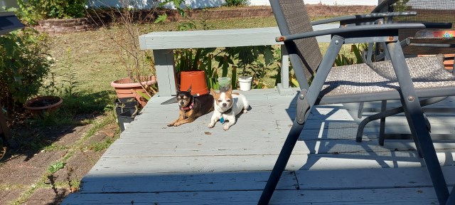 Chihuahua puppy for sale + 67117