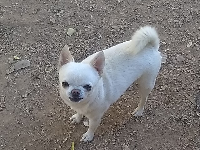 Adult Full AKC Long Coat Chihuahua Male and Female
