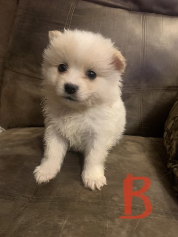 Pomeranian puppy for sale + 65329