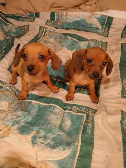 Dachshunds / Maltipoos 979-567-3144
