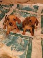 Last Puppy Listed