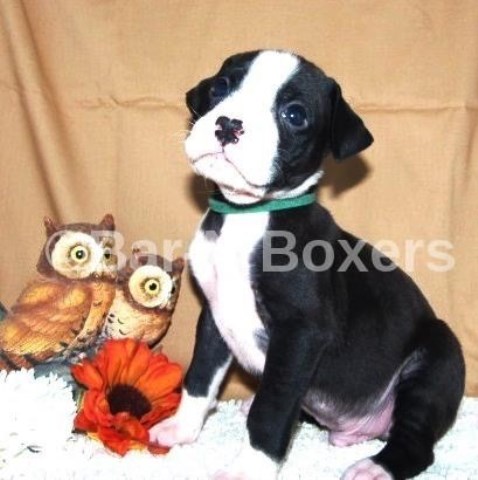 AKC BOXER MALE PUPPIES