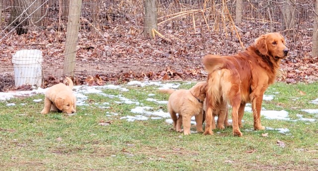 Golden Retriever puppies born Oct 5. 231 821 2792
