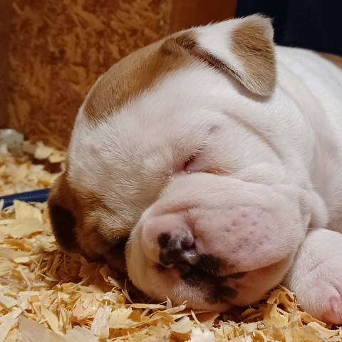 American Bulldog puppy for sale + 64438